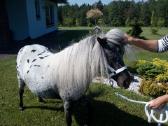 Miniatiūrinė appaloosa poni kumelė - nuotraukos Nr. 2