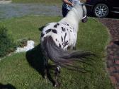 Miniatiūrinė appaloosa poni kumelė - nuotraukos Nr. 4