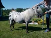 Miniatiūrinė appaloosa poni kumelė - nuotraukos Nr. 5
