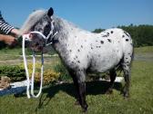 Miniatiūrinė appaloosa poni kumelė - nuotraukos Nr. 6