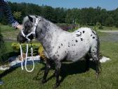 Miniatiūrinė appaloosa poni kumelė - nuotraukos Nr. 7