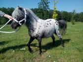 Miniatiūrinė appaloosa poni kumelė - nuotraukos Nr. 8