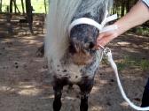 Miniatiūrinė appaloosa poni kumelė - nuotraukos Nr. 9