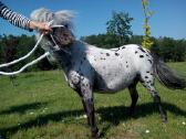 Miniatiūrinė appaloosa poni kumelė - nuotraukos Nr. 10