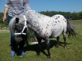 Miniatiūrinė appaloosa poni kumelė - nuotraukos Nr. 11