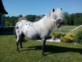 Miniatiūrinė appaloosa poni kumelė - nuotraukos Nr. 12