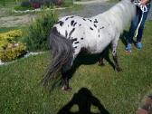 Miniatiūrinė appaloosa poni kumelė - nuotraukos Nr. 13