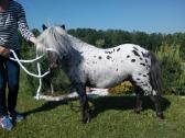 Miniatiūrinė appaloosa poni kumelė - nuotraukos Nr. 14