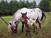 Miniatiūrinė appaloosa poni kumelė - nuotraukos Nr. 15