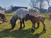 Miniatiūrinė appaloosa poni kumelė - nuotraukos Nr. 16