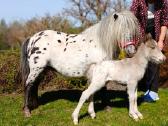 Miniatiūrinė appaloosa poni kumelė - nuotraukos Nr. 17