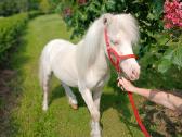 Miniatiūrinė appaloosa poni kumelė - nuotraukos Nr. 18