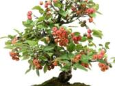 Bonsai obelis 30metu pigiau