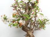Bonsai obelis 30metu pigiau - nuotraukos Nr. 2