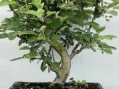 Bonsai obelis 30metu pigiau - nuotraukos Nr. 3