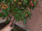 Bonsai obelis 30metu pigiau - nuotraukos Nr. 5