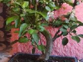 Bonsai obelis 30metu pigiau - nuotraukos Nr. 7