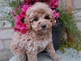 Maltipoo. Patinėliai. Kalytės. - nuotraukos Nr. 3