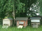 Aviliai su byčių šeimomis