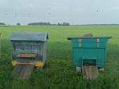 Aviliai su byčių šeimomis - nuotraukos Nr. 4