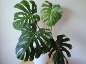 Brandi monstera