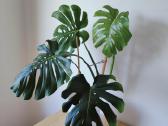 Brandi monstera - nuotraukos Nr. 2