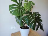Brandi monstera - nuotraukos Nr. 3