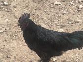 Ayam Cemani,australorp,leghorn gaidžiai - nuotraukos Nr. 2