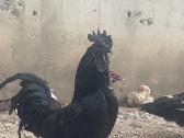 Ayam Cemani,australorp,leghorn gaidžiai