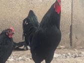 Ayam Cemani,australorp,leghorn gaidžiai - nuotraukos Nr. 3