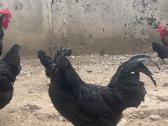 Ayam Cemani,australorp,leghorn gaidžiai - nuotraukos Nr. 4