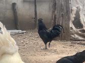 Ayam Cemani,australorp,leghorn gaidžiai - nuotraukos Nr. 6