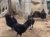 Ayam Cemani,australorp,leghorn gaidžiai - nuotraukos Nr. 7