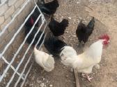 Ayam Cemani,australorp,leghorn gaidžiai - nuotraukos Nr. 5