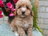 Maltipoo. Patinėliai. Kalytės. - nuotraukos Nr. 2