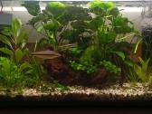 Akvariumas