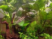 Akvariumas - nuotraukos Nr. 2