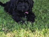 Cavapoo Bonita - nuotraukos Nr. 2