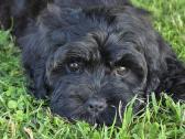 Cavapoo Bonita