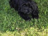 Cavapoo Bonita - nuotraukos Nr. 3