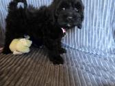 Cavapoo Bonita - nuotraukos Nr. 4