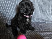 Cavapoo Bonita - nuotraukos Nr. 5
