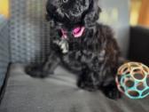 Cavapoo Bonita - nuotraukos Nr. 6