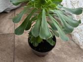 Sukulentas - Aeonium arboreum