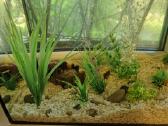 Akvariumas - nuotraukos Nr. 2