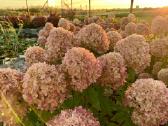 Hortenzijų pardavimas - Medelynas - nuotraukos Nr. 21