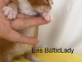 Kilmingas Meino Meškėnas Eris Balticlady