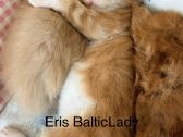 Kilmingas Meino Meškėnas Eris Balticlady - nuotraukos Nr. 2