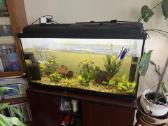 Akvariumas 220l su spintele