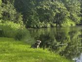 Dovanojam šuniuką - nuotraukos Nr. 5